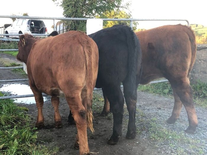 Coloured heifers for sale.
