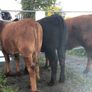 Coloured heifers for sale. Image 6