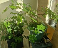 fig tree