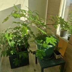 fig tree