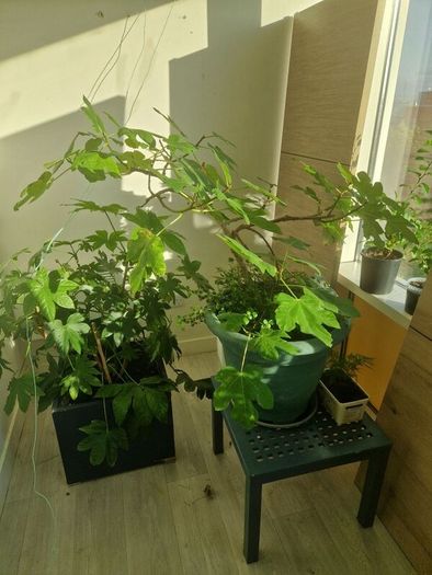 fig tree