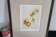Lovely signed illustration i Pomodori (Tomato)