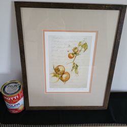 Lovely signed illustration i Pomodori (Tomato)