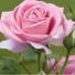 ms_oldrose
