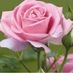 ms_oldrose