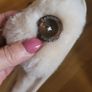 Bedroom Athletics Sheepskin Gemma Slider Slippers size 3/4 Image 10
