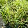 Ornamental Grasses Image 4