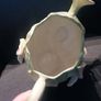 Majolica 2-Sided Butterfly Cabbage Watering Pail Image 6