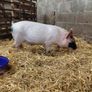 piglet Image 7