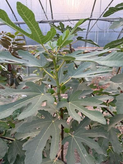 Fig Trees
