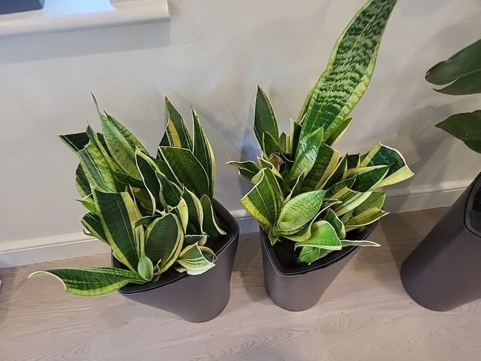 Sansevieria Laurentii planters