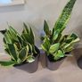 Sansevieria Laurentii planters Image 2
