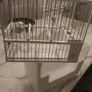 cage Image 2