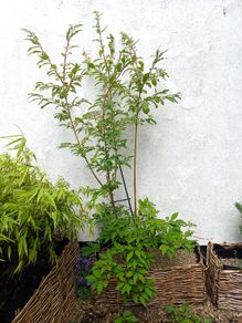Forsythia