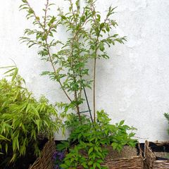 Forsythia