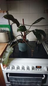 Philodendron