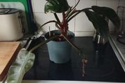 Philodendron