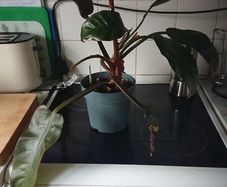 Philodendron
