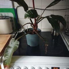 Philodendron