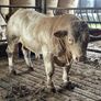 2 super purbread ch bulls very easy calving Image 2