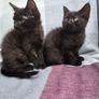 kittens Image 5