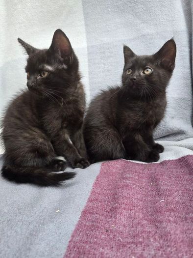 kittens