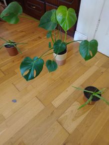 Ultimate Plant Lover's Bundle, Swiss Cheese and Aloe Vera