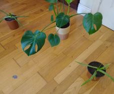 Ultimate Plant Lover's Bundle, Swiss Cheese and Aloe Vera