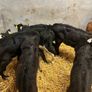 Calfs Image 5