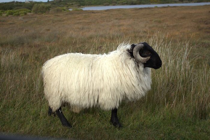 Blackface Mountain Sheep Achill, 2D framed 16 x 12 inch