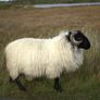 Blackface Mountain Sheep Achill, 2D framed 16 x 12 inch Image 3