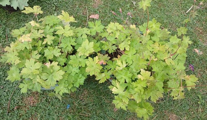 2 Flower plants