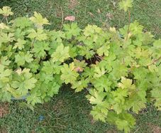 2 Flower plants