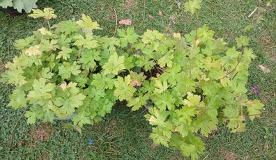 2 Flower plants
