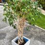 Weeping Fig, house tree Image 7