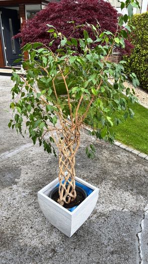 Weeping Fig, house tree
