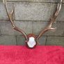 3 Deer mounts 2 Fallow 1 Red Deer Image 7