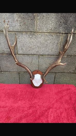 3 Deer mounts 2 Fallow 1 Red Deer
