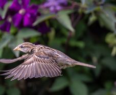 Canon Ef 400mm 2.8 Is Mk1