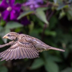 Canon Ef 400mm 2.8 Is Mk1
