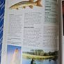 Coarse Fishing A Step-By-Step Guide Image 8
