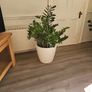 Zamioculcas Zamifolia planter Image 6