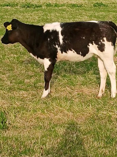 Beef Cattlr