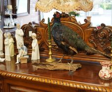 Melanistic Black Pheasant Taxidermy Mount