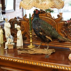 Melanistic Black Pheasant Taxidermy Mount