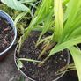 Small metal flower pots Image 3
