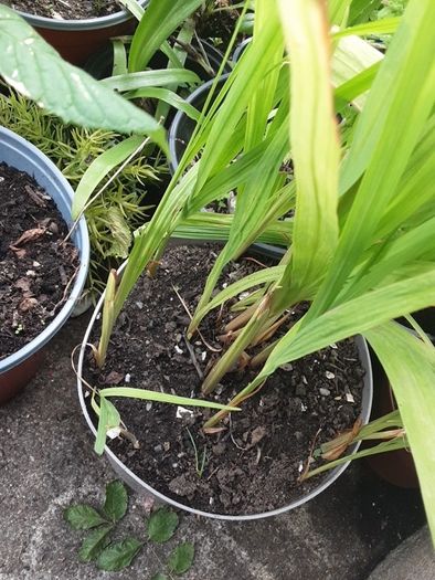 Small metal flower pots