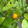 Extra large 130cm high x 75cm diameter very established calamondin citrus tree in weathered terracotta pot Image 6