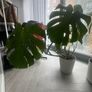 Large Monstera Deliciosa + Pot Image 2