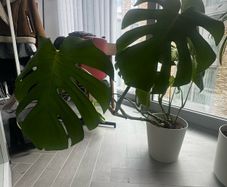 Monstera + Pot